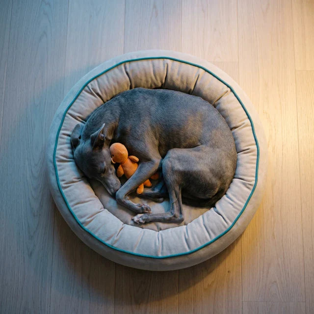 Whippet curled asleep in a plush round bed with teal piping