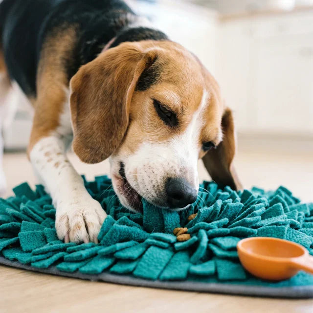 Beagle foraging a teal snuffle mat for kibble