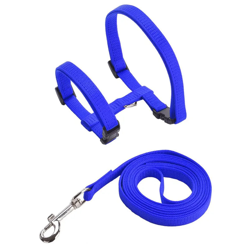 dog collar: feature highlight (CellosPets)