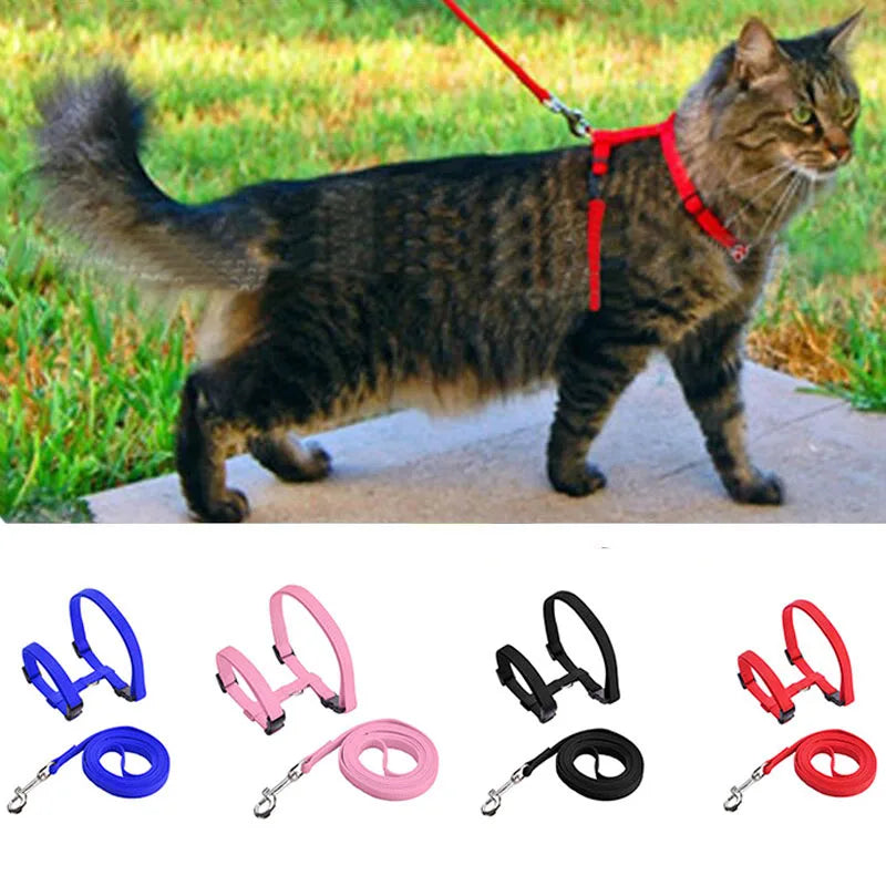 dog collar for dogs and cats — main product photo