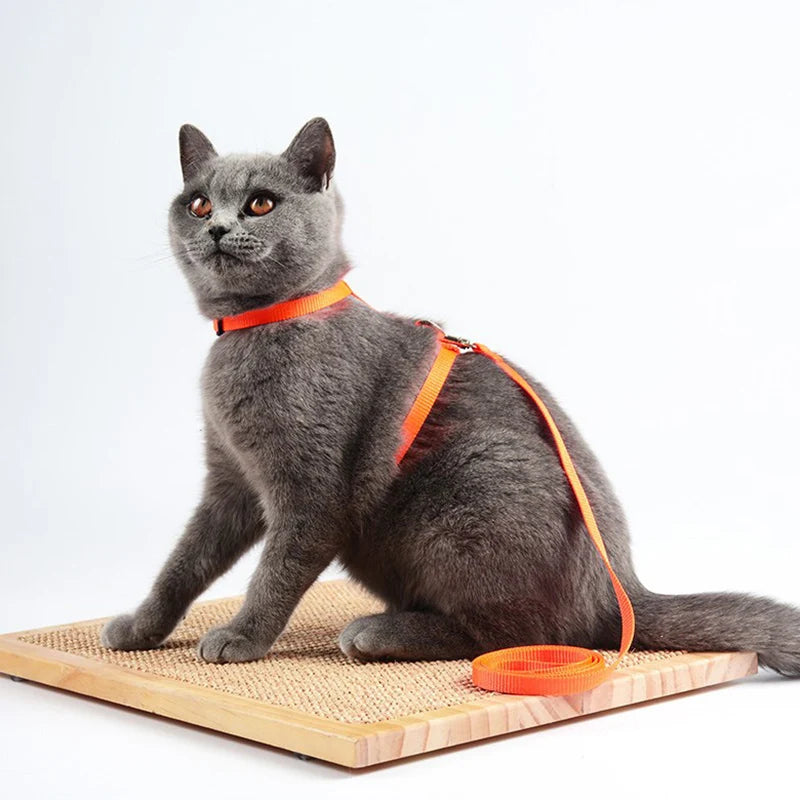 dog collar: additional product view (CellosPets)
