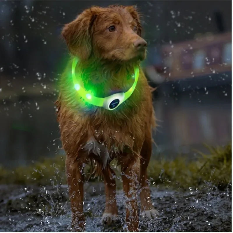 dog collar: additional product view (CellosPets)