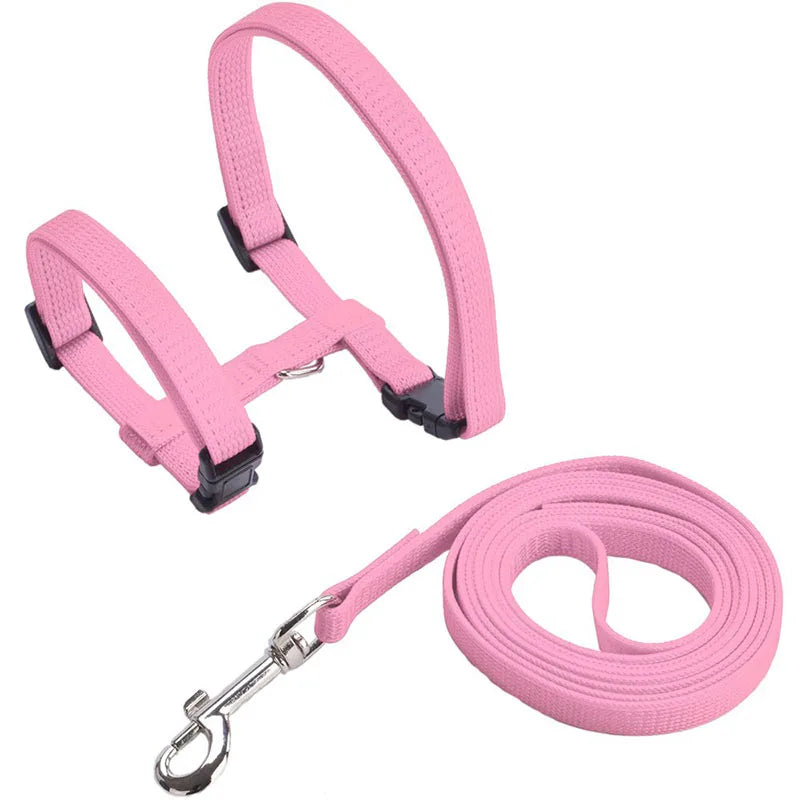 dog collar for dogs and cats — full product shot