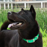 dog collar for dogs — close-up of materials