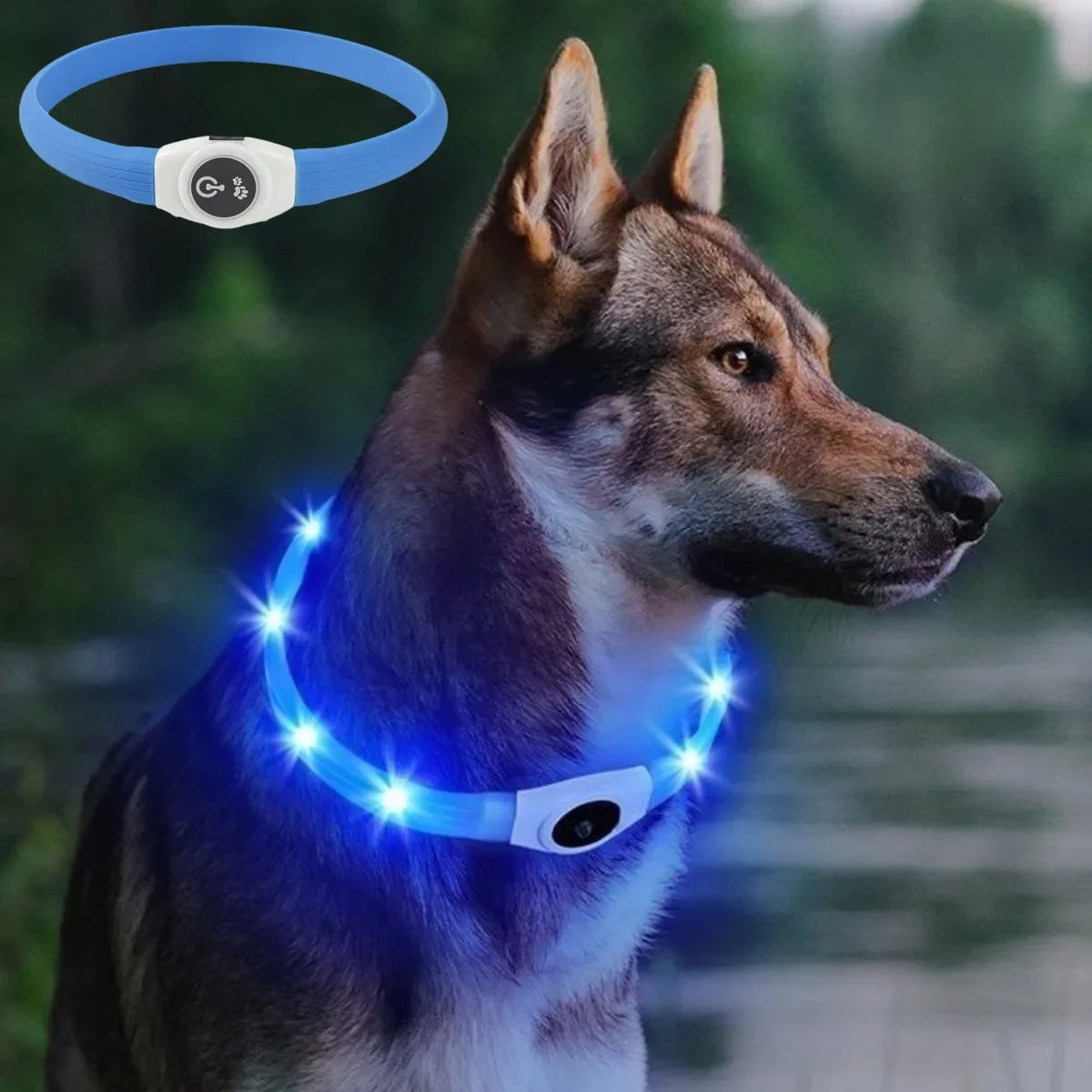 dog collar for dogs — main product photo